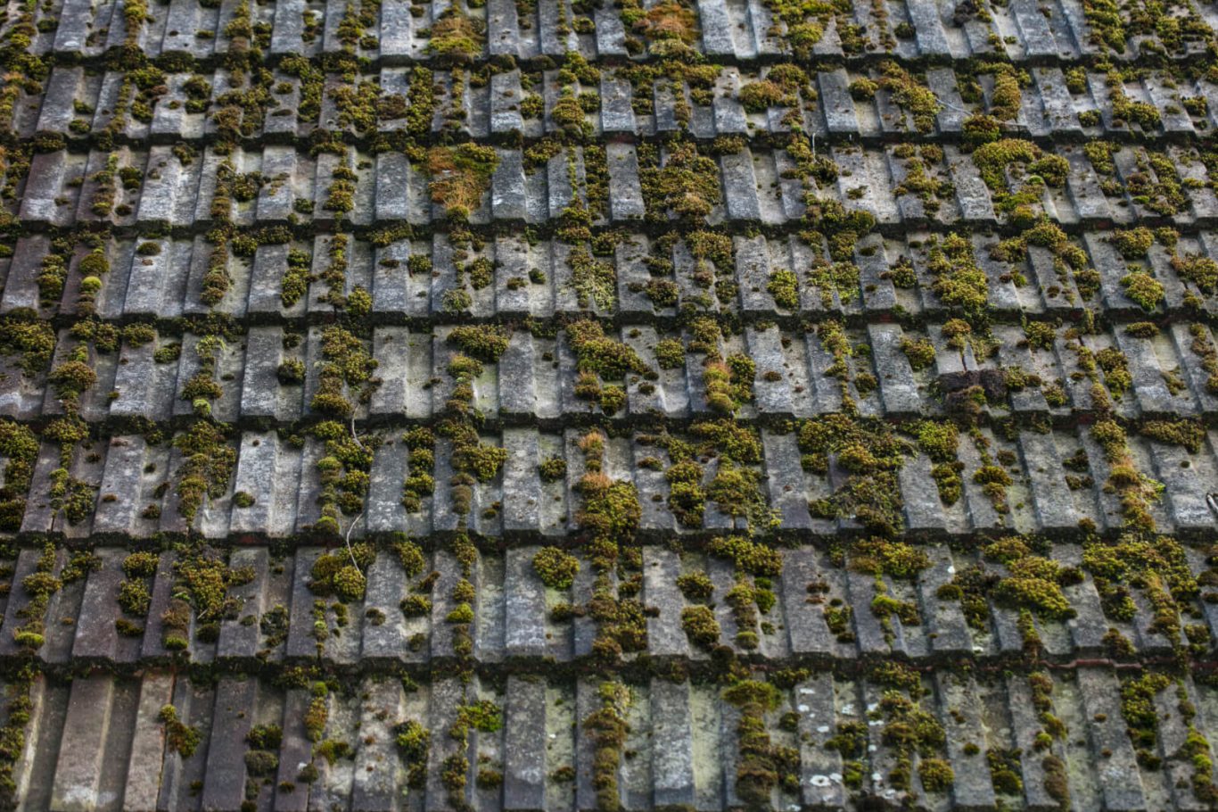roof tile needs a clean
