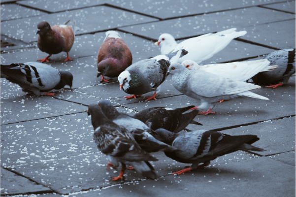 Bird Poo Removal