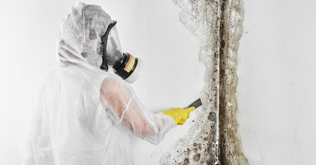 mould removal blog Kleenit